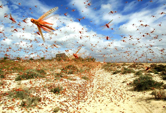 Locusts have a warning system that enables it to avoid approaching objects