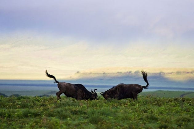 Sparring wildebeest, in the Ngorongoro Crater, Tanzania