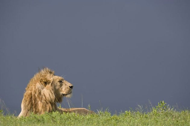 A lion in Ngorongoro Crater, Tanzania