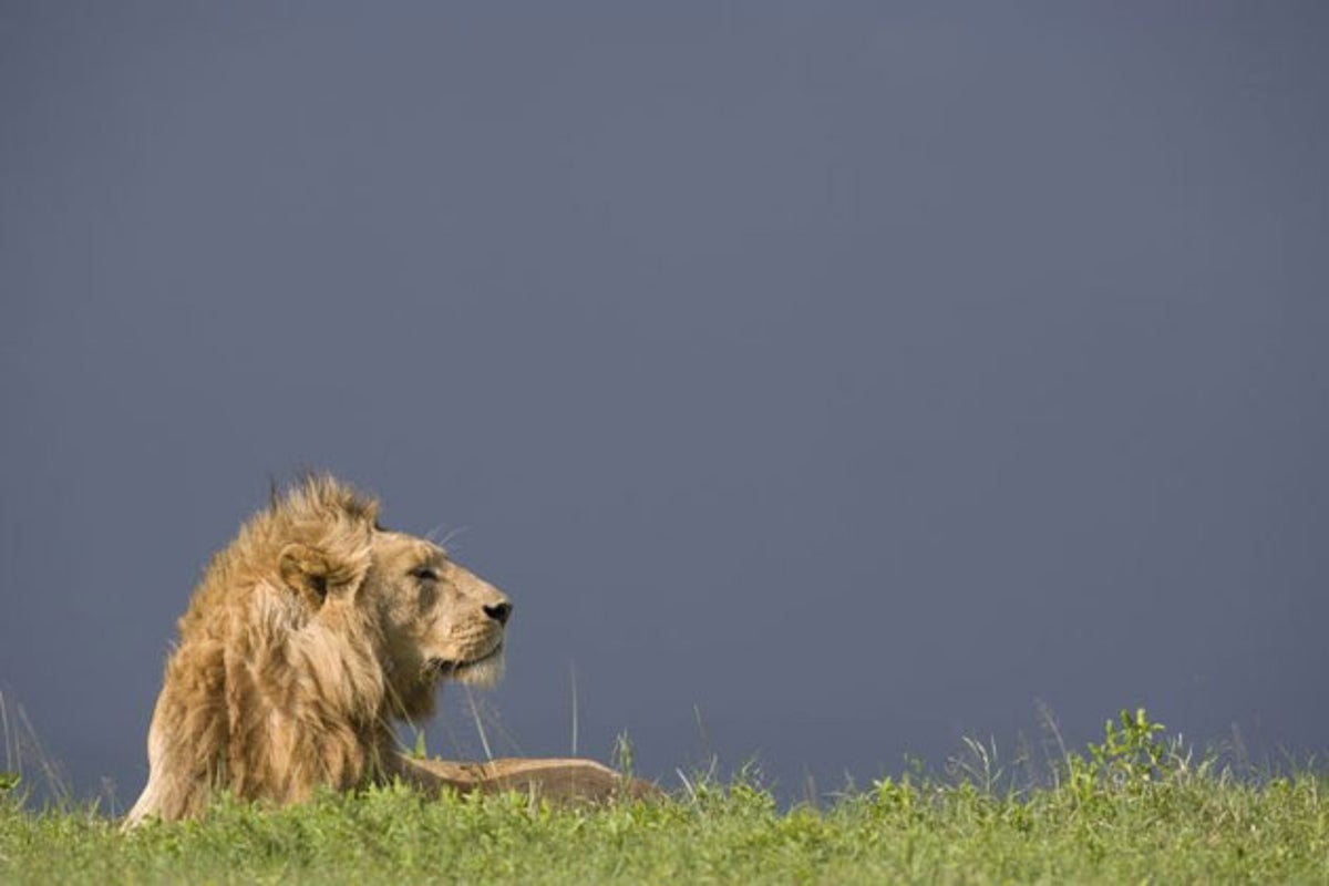Ten lions found dead in Tanzania wildlife park following suspected poisoning