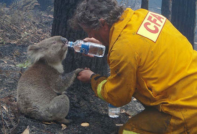February 2009: Sam is rescued from deadly fires that swept through the area of Mirboo North