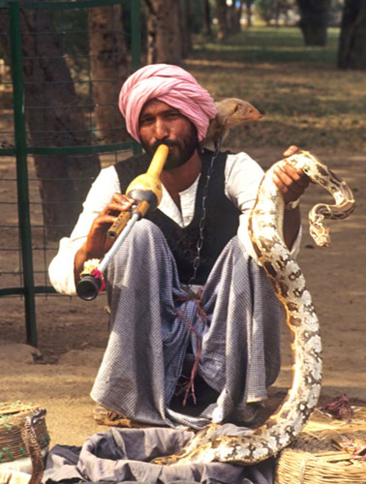 Snake Charmers in India Defy Laws to Practice Tradition: Photos