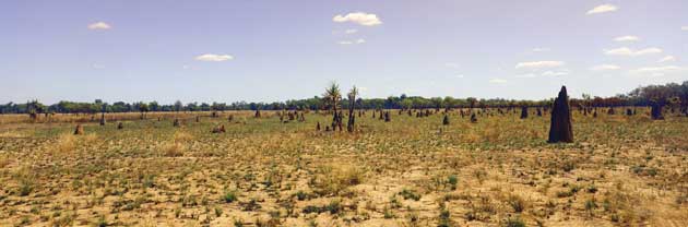 The extraordinary termite 'tombstones' that dot the landscape in Kakadu National Park