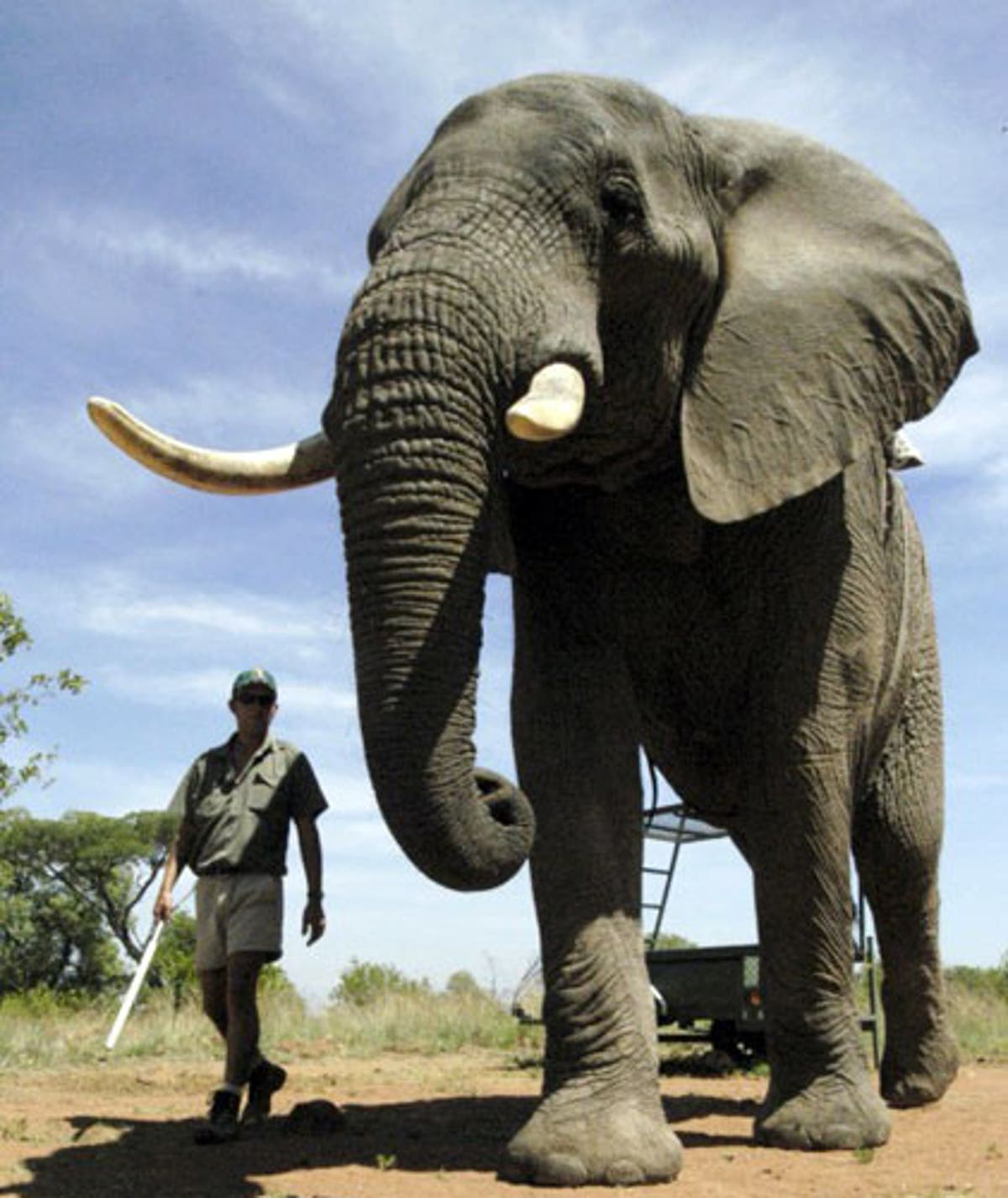 Самое крупное животное африки. Африканский саванный слон. Африканский саванный слон рост. Африканский саванный слон и человек. Саванный слон самый большой.