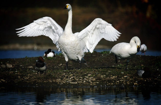 Experts believe that a number of factors are affecting swans' survival