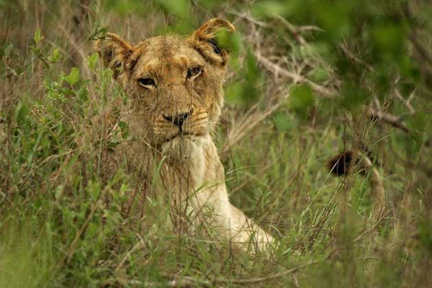 The lioness was suffering from tuberculosis and so was unable to hunt its usual prey