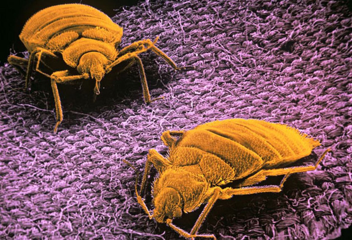 the noise tho #bedbugs, eurostar bed bugs