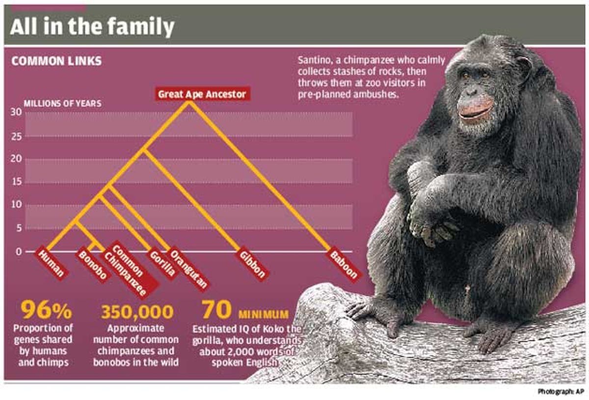 the-big-question-what-does-forward-planning-reveal-about-chimps