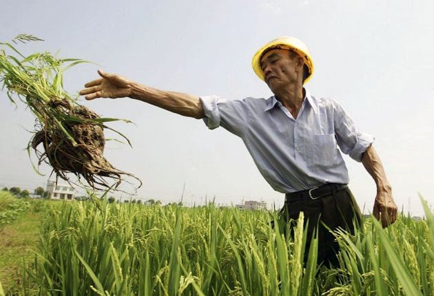 A rice farmer in China. The report predicts that the country's food supply will be hit hard by climate change.