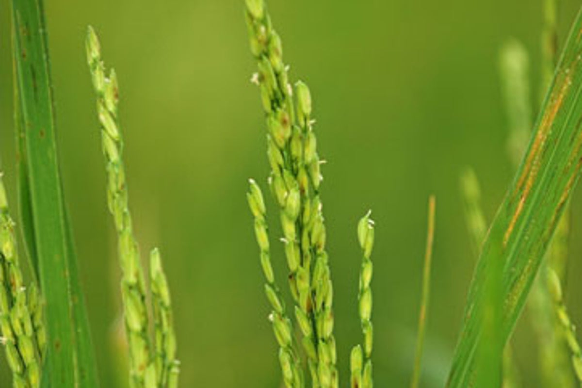 'Miracle rice' gives Uganda hope of its own green revolution | The ...