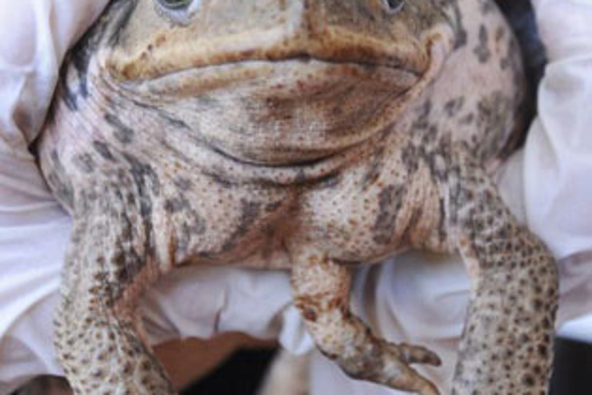 Slaughter of the cane toads: sport for all, Aussie-style | The ...