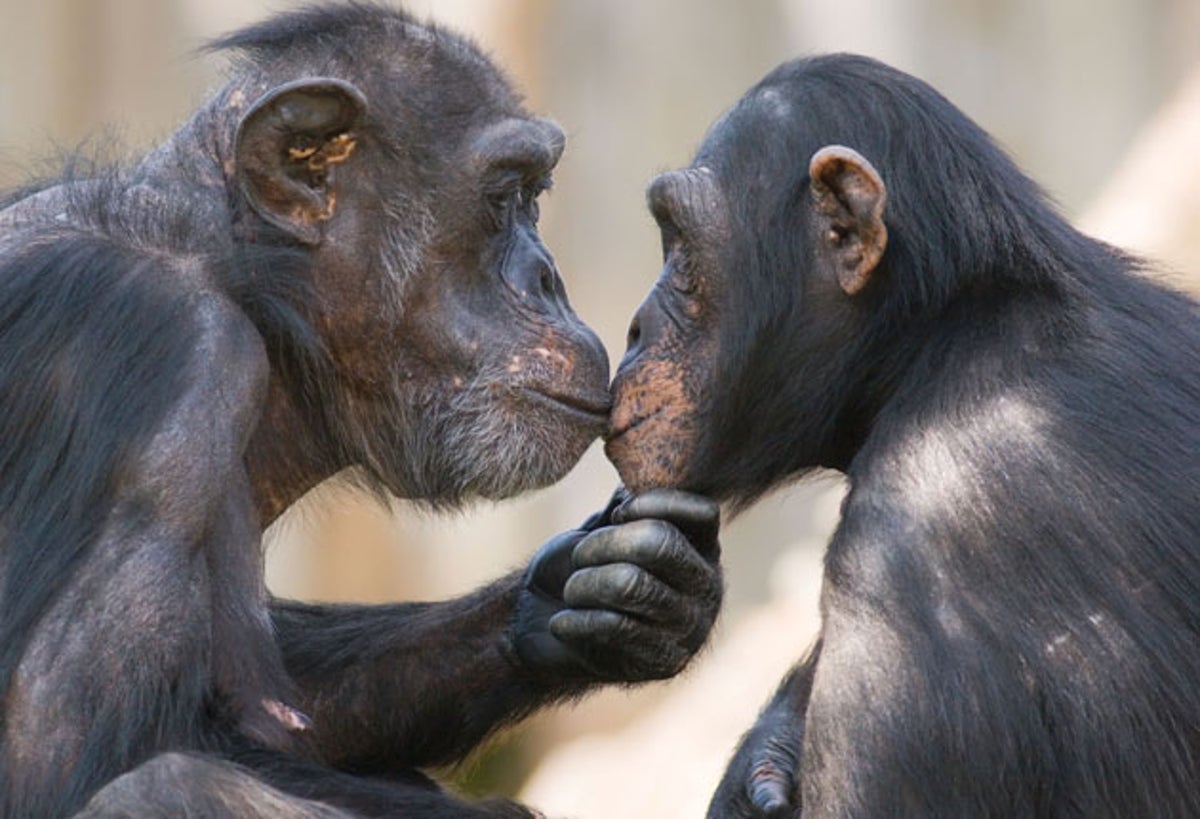 Sex for meat – how chimps seduce their mates | The Independent | The  Independent