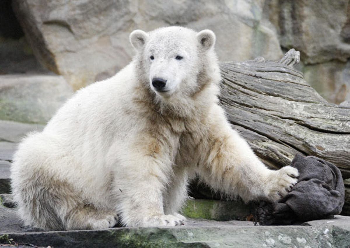 Woman bitten by polar bear after jumping into enclosure | The ...