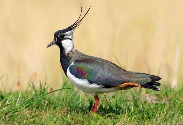 The new report involved 2,500 volunteer birdwatchers surveying 4,000 sites across the UK