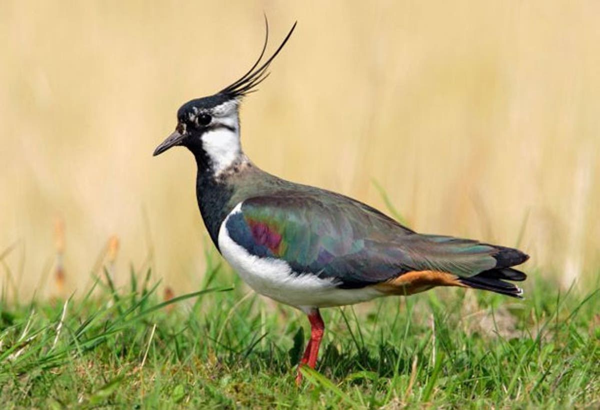 New report warns of dramatic fall of wading bird populations in the UK ...