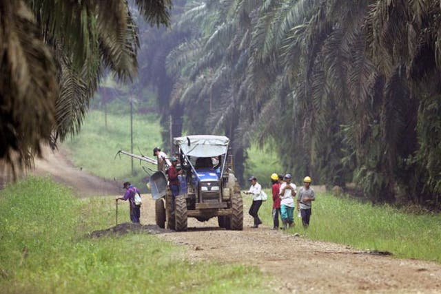 <p>Oil palm workers in Borneo - Indonesia and Malaysia are the biggest producers in the world</p>