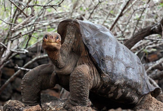 Giant tortoises are emblematic of the Galapagos Islands