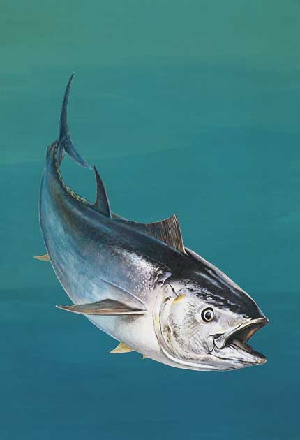 Tuna Fish Species Overview