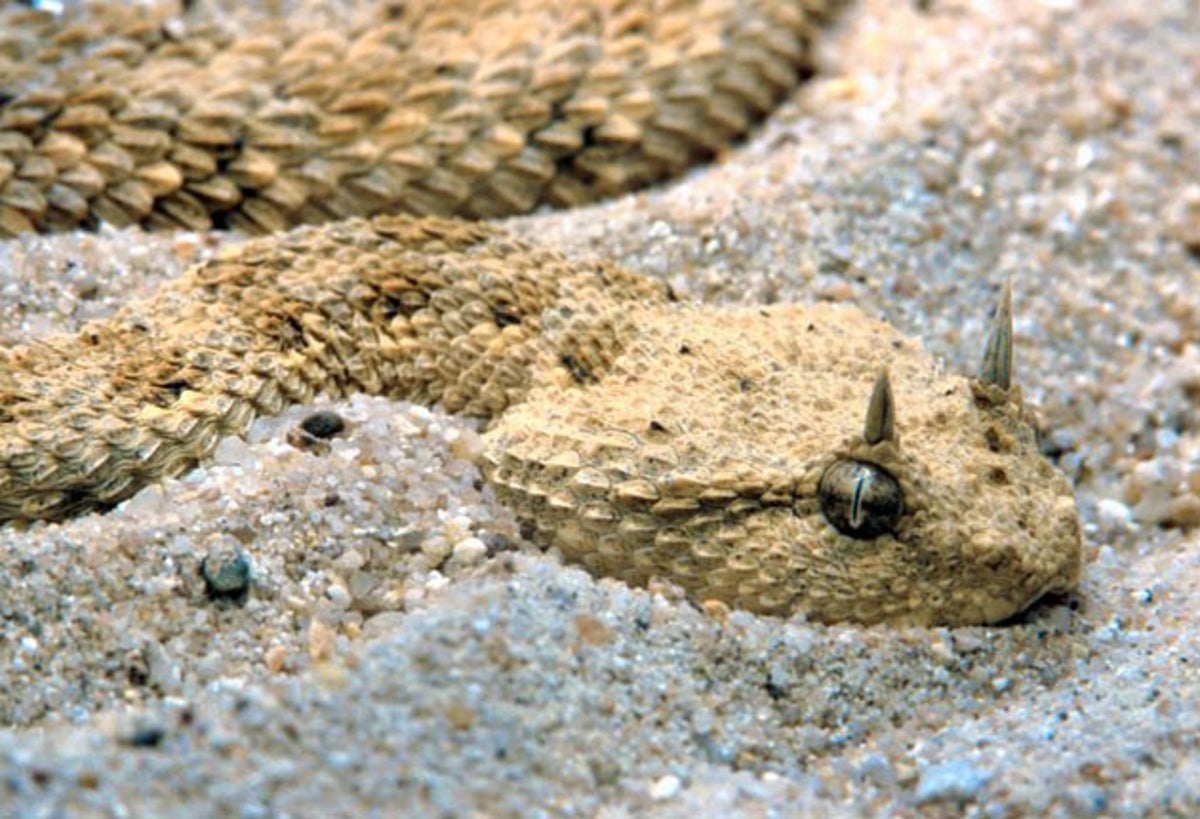 As Iraq runs dry, a plague of snakes is unleashed | The Independent | The  Independent