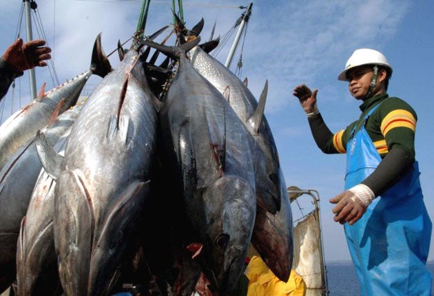 Britain takes up tuna's cause | The Independent | The Independent