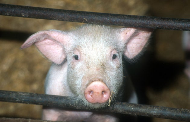 ‘The RSPCA misleads consumers that animals can be farmed without cruelty’