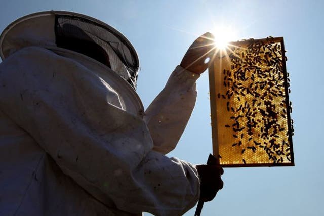 The Government is launching a review of why the bee population is declining