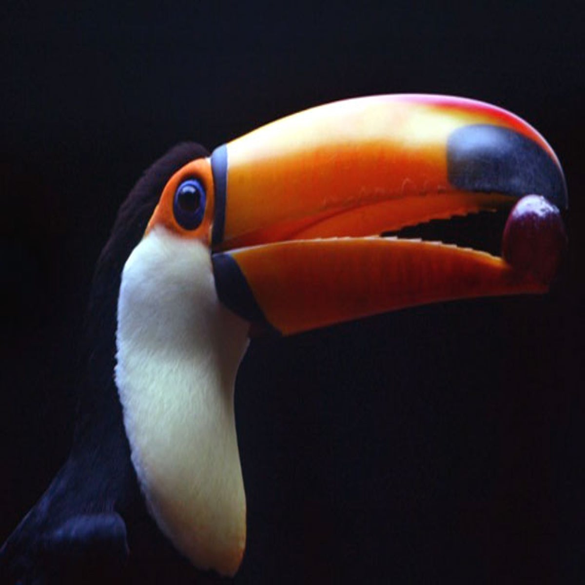 Mystery of the toucan's beak solved | The Independent | The Independent