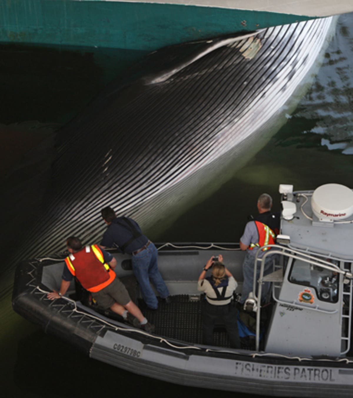 cruise ship whale collision