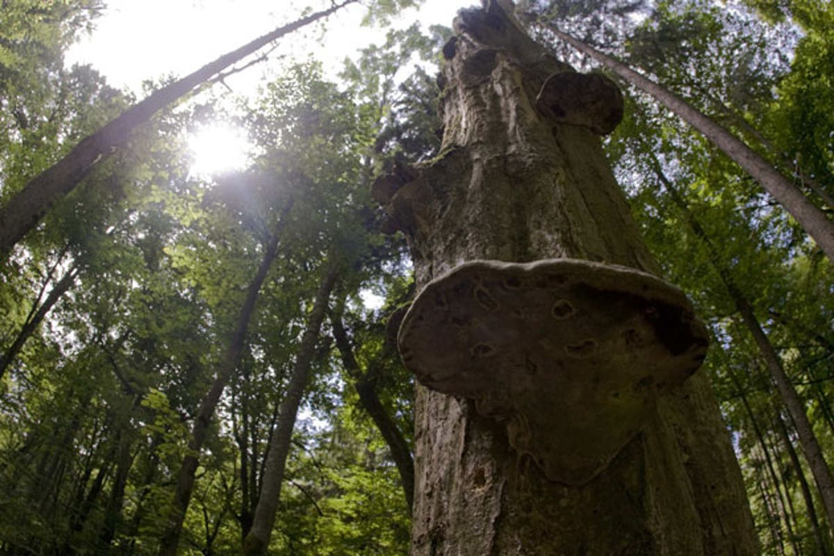 Остатки деревьев. Охрана деревьев. polish forest.