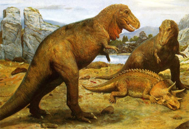 <p>T. rex, meaning “tyrant lizard king,” has been the sole species of the genus Tyrannosaurus since the dinosaur was first described in 1905</p>