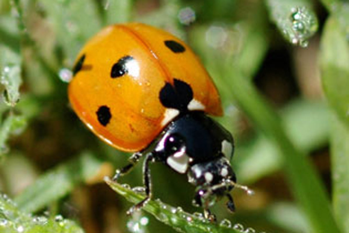 Greenfly infestation | FMTTM