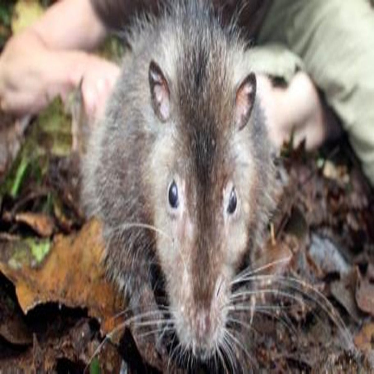 Discovered - a species of rat as big as a cat | The Independent | The  Independent