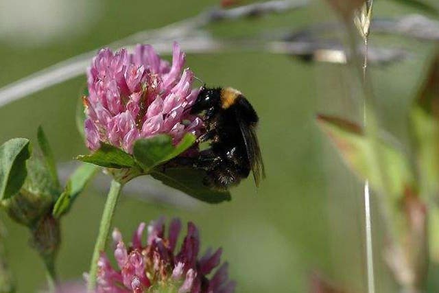 Neonicotinoids, the pesticides blamed for declines in bee numbers across the world, can continue to be used in Europe for the time being