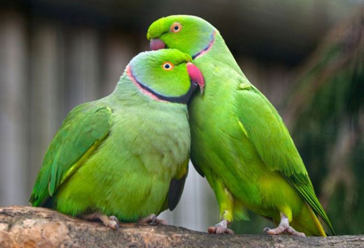 Britain's naturalised parrot now officially a pest | The Independent | The  Independent