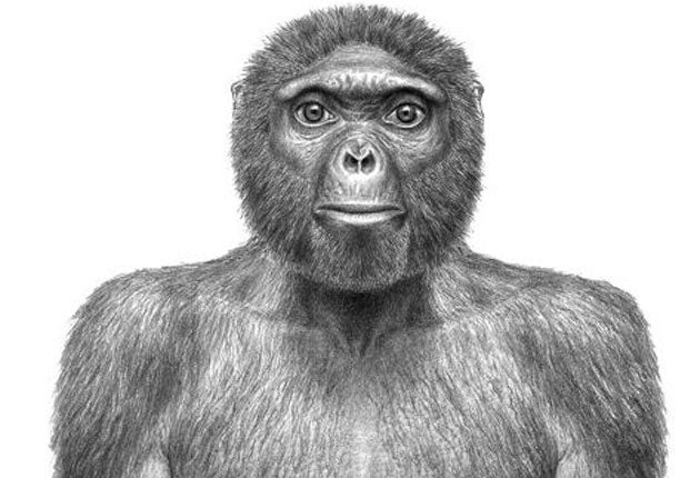 Meet the human ancestor who walked Earth 4 million years ago  The Independent  The Independent