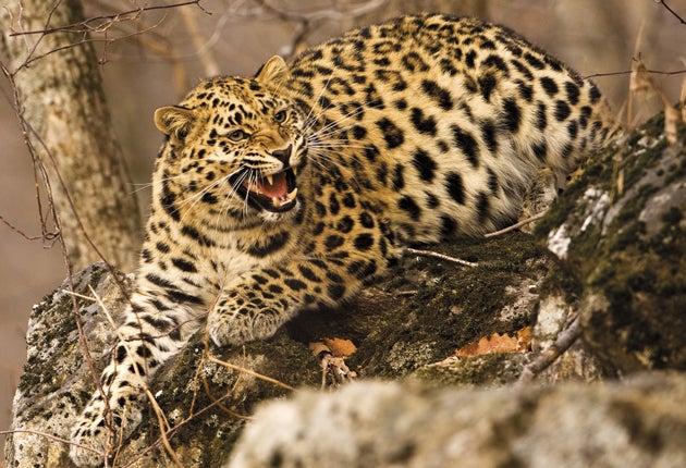 Amur leopards are among the creatures staving off extinction with the help of zoos