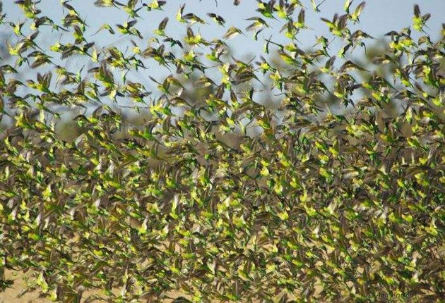 Budgerigars have been found to turn the same way when they find they are on a collision course