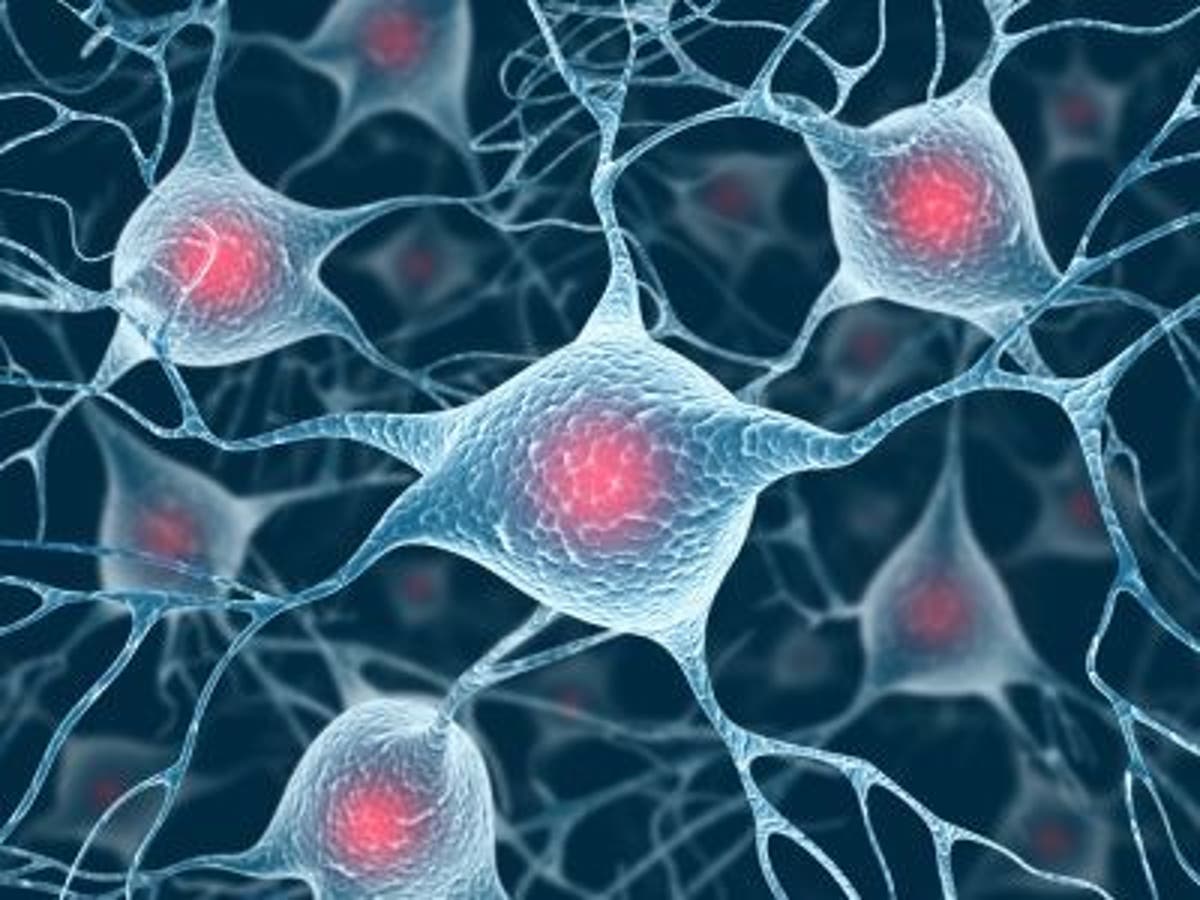 Клетки головного мозга расположение клеток Stems cells repair brain function in irradiated rats The Independent The Indepen
