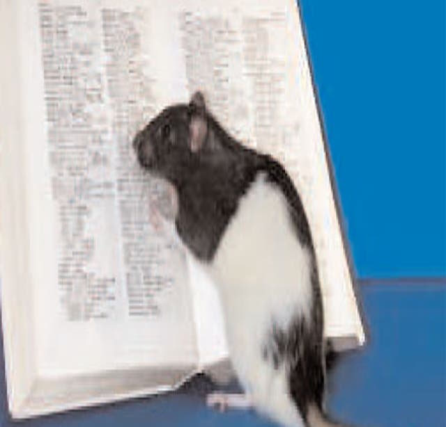 Meet Hobbie-J, the smartest rat in the world, The Independent