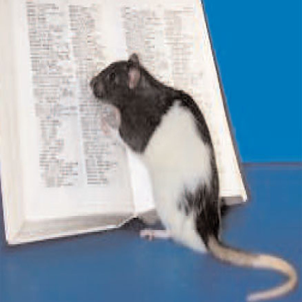 Meet Hobbie-J, the smartest rat in the world, The Independent