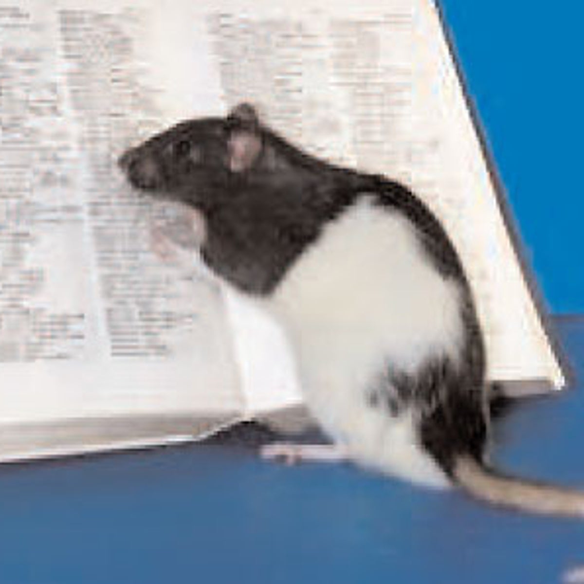 Meet Hobbie-J, the smartest rat in the world, The Independent