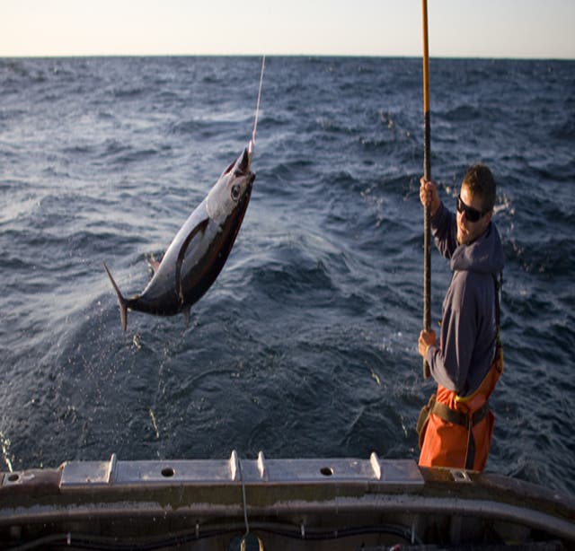DOUBLE, TRIPLE, QUAD Hook Ups! Catch & Cook ALBACORE TUNA Fishing