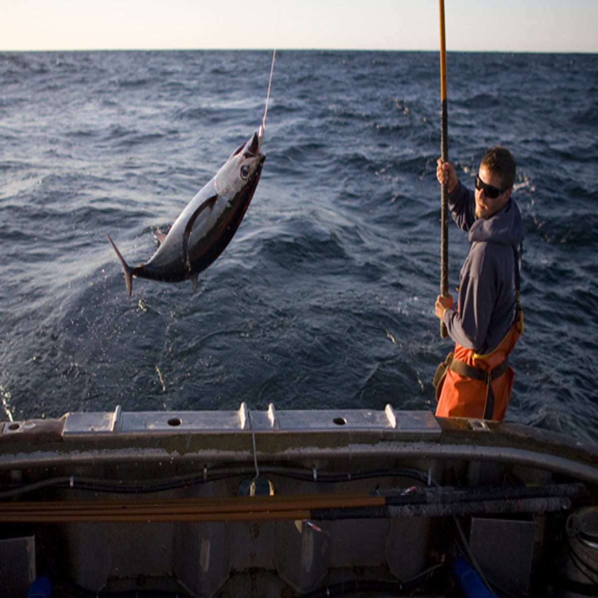 What's The Catch? Is Albacore Tuna truly sustainable?