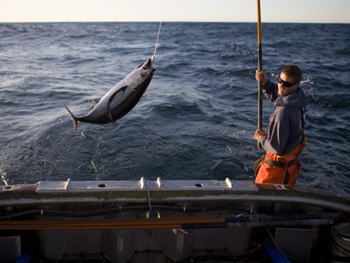 What's The Catch? Is Albacore Tuna truly sustainable?, The Independent
