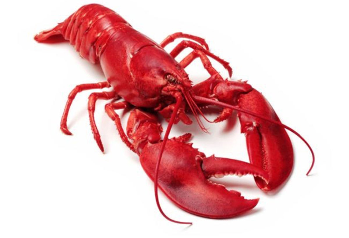 I'll have my lobster electrocuted, please | The Independent | The  Independent