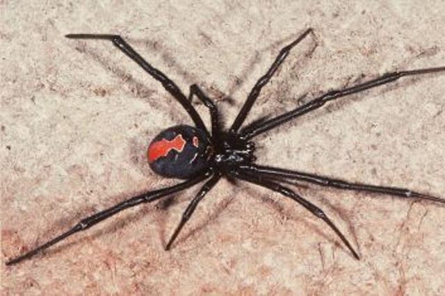 Redback bites, which inject a potent neurotoxin, have caused numerous deaths in Australia