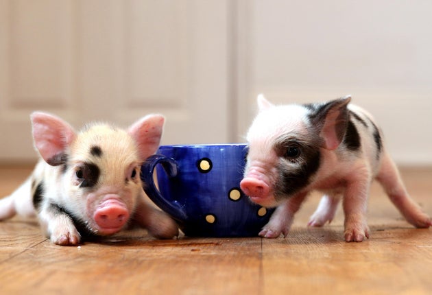 micro pig cost