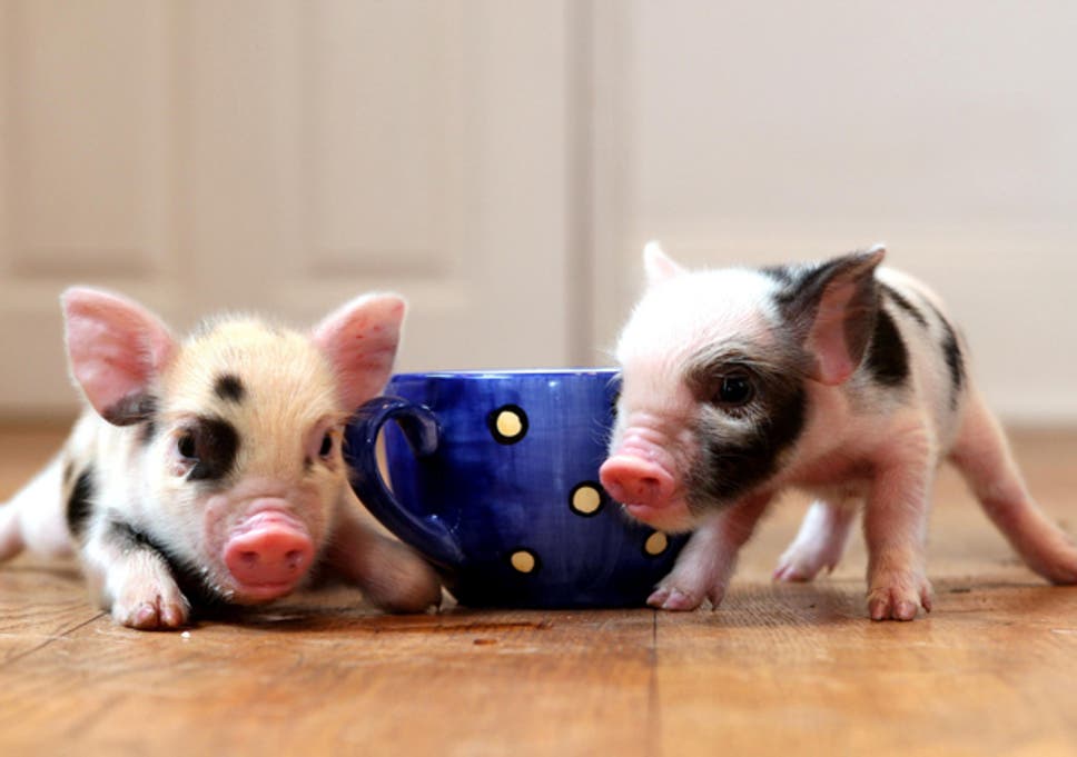 Micropigs next to a tea cup