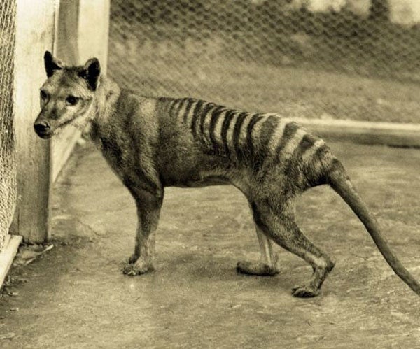 Tasmanian tiger: 'Sightings' of extinct animal spark hunt in Australia |  The Independent | The Independent