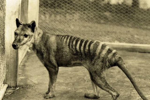 The last known thylacine died in captivity in 1936, but there have been thousands of unconfirmed sightings since then